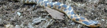 Eastern Hog-nosed Snake